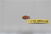 藏品(絨毛近方蟹)的圖片